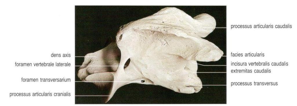 Svými kloubními výběžky kaudálními je sklouben s kloubními výběžky III. krčního obratle. U koně je čepovec dlouhý a jeho crista ventralis je nápadná.