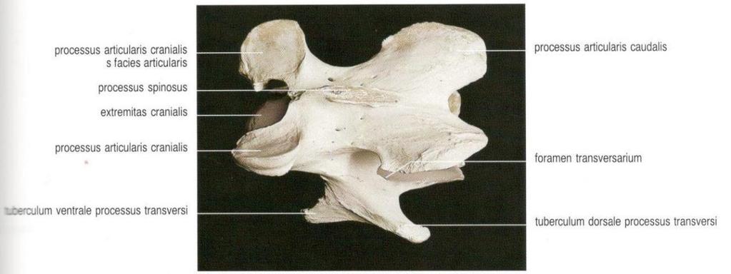 Obr. 4 Třetí krční obratel dorzální pohled Eq. Caballus (König-Liebich, 2003) Délka těla III. až VII. krčního obratle se kaudálně zkracuje. Na jejich ventrálních plochách je až k V.