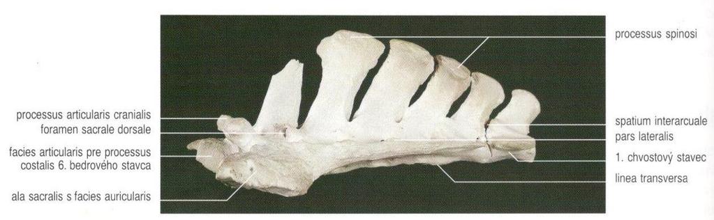 Základna křížové kosti (basis ossis sacri) je velmi podobná obratli. Tělo kosti křížové (corpus ossis sacri) je v základně široké a silné, kaudálním směrem k hrotu se zužuje.