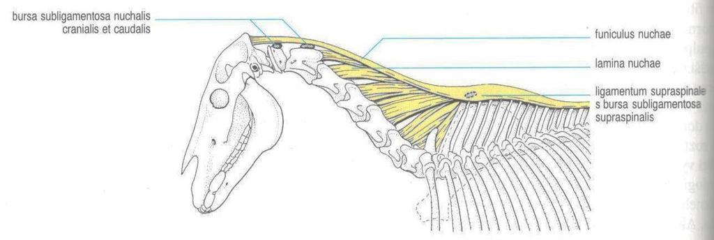 po kost křížovou. Vaz šíjový (ligamentum nuchae), který je tvořen dvěma dalšími částmi a to konkrétně: provazcem šíjového vazu (funikulus nuchae), a deskou šíjového vazu (lamina nuchae).