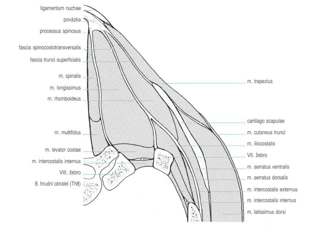 mediální systém. Mezi příčnými a trnovými výběžky jsou loženy do úhlů tyto dva systémy (König-Liebich, 2003). Obr. 11 Příčný řez zádovými svaly na úrovni 8.