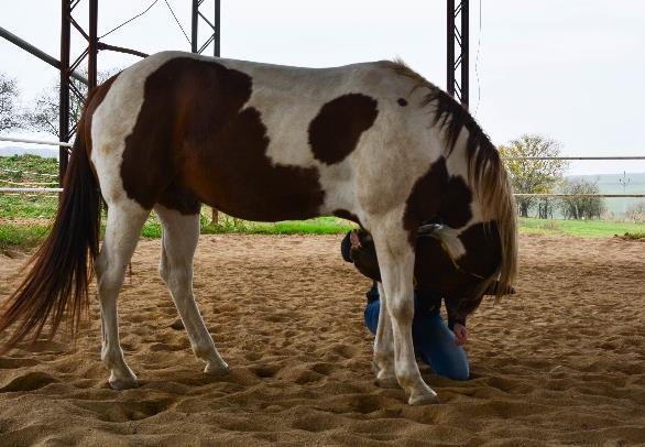 Kissing Spinal Syndrome. SCS ještě nejsou tak výrazné změny na trnových výběžcích postižených hrudních obratlů.