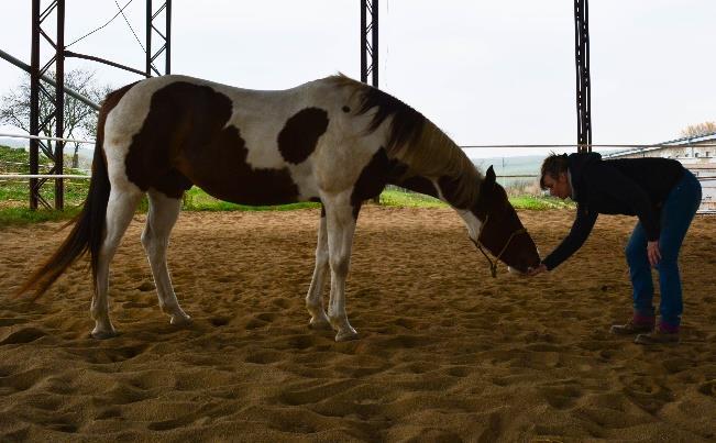 Koni byl injekčně podáván steroidní přípravek Tildren (12 000,-). Poté přešli na Bonefos, zde se ale musí dávat 2x vetší dávka (9 000,-). Jedna dávka vydrží půl roku až rok.