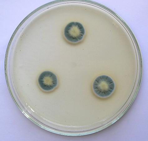 CCM 8359 (=ATCC 16025) Penicillium hirsutum Kultivační půdy pro detekci