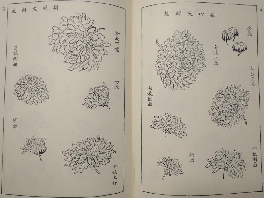 V Manuálu Zahrada hořčičného semínka Jieziyuan huazhuan 芥子園畫傳 chryzantémě věnována samostatná kapitola. Jsou v ní popsány zásady, jak postupně získat zručnost v malování květů, stvolů a listů.