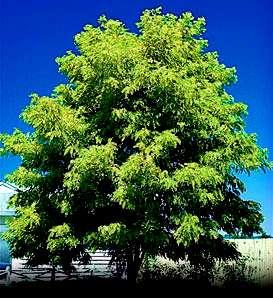 Gleditsia