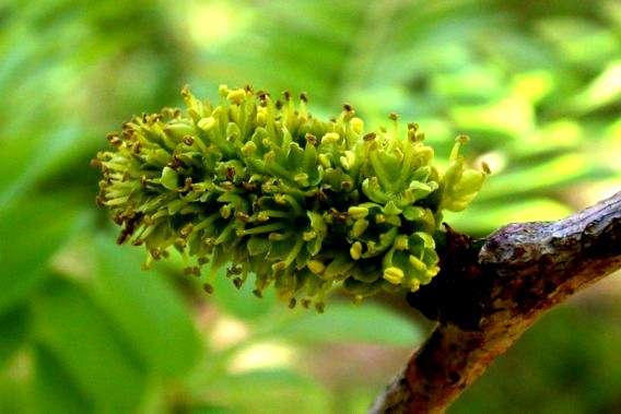 většinou vzpřímených hroznech až 5 cm dlouhých