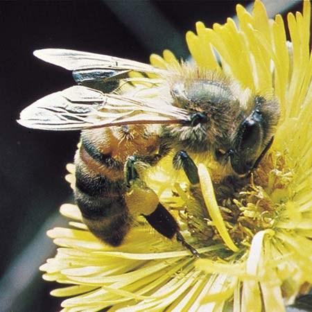 HAPLODIPLOIDNÍ URČENÍ POHLAVÍ u blanokřídlého hmyzu (mravenci, vosy, včely) Samice