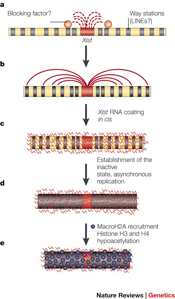 Inaktivaci chromosomu X spouští gen Xist (X-inactive specific transcript), který produkuje nekódující molekulu RNA.