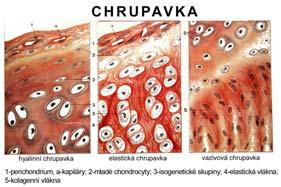hyalinní, elastická, vazivová