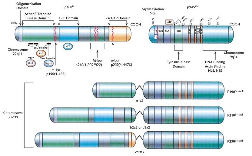 se obvykle nacházejí u Ph pozitivních akutních B lymfoidních leukémií a případně u AML. Tyto formy nemoci jsou výrazně agresivnější neţ CML. (Pear et al., 1998) Obr.
