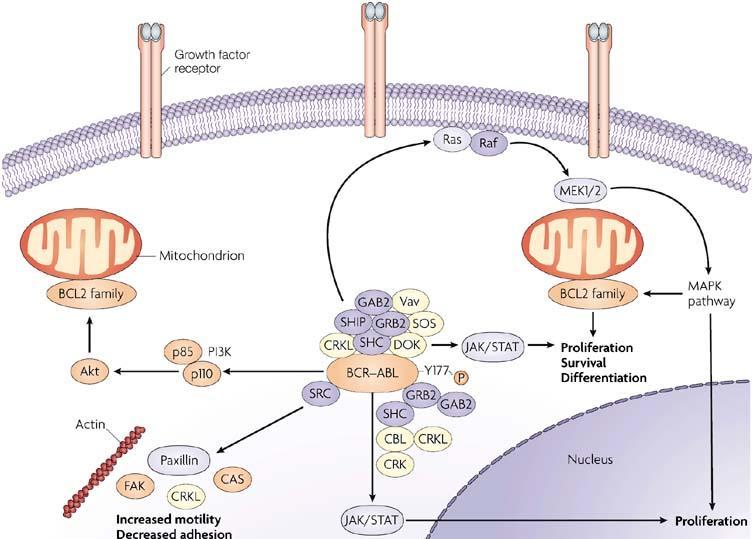 mohou být ovlivňovány např. adhezní proteiny, jako je paxilin, coţ vede k alteraci adhezních vlastností CML buněk.(faber et al.