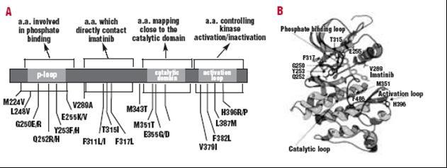Mutace se obvykle vyskytují ve 4 oblastech kinázové domény: Nejčastěji mutovanou oblastí je tzv.