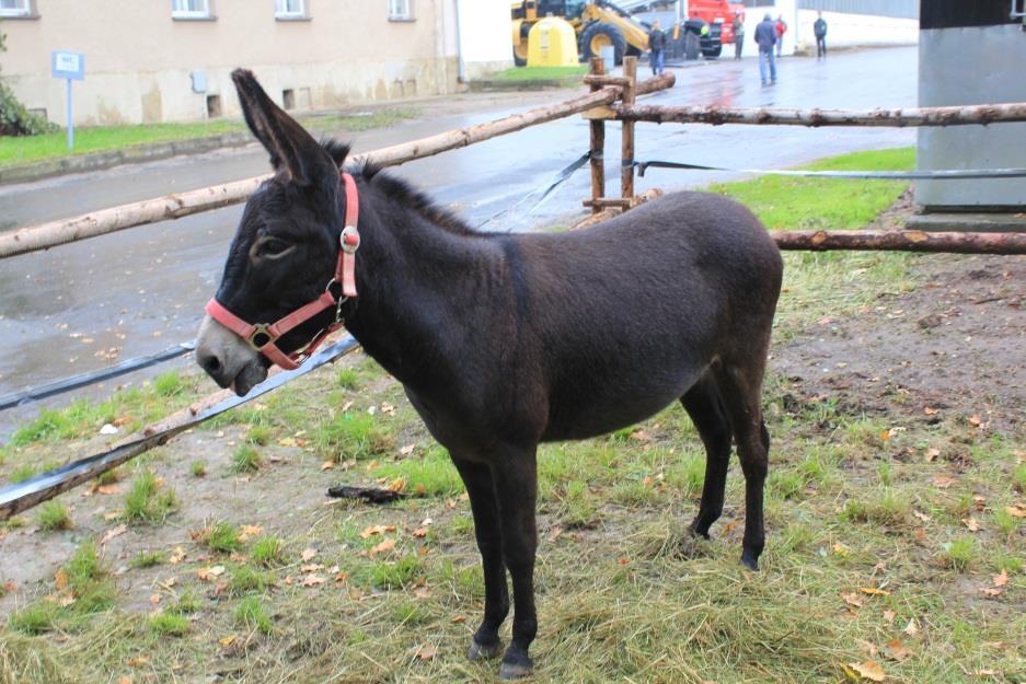 velkými i drobnými hospodářskými zvířaty, zemědělskou