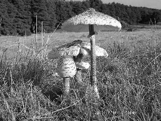 Čeleď : Agaricaceae