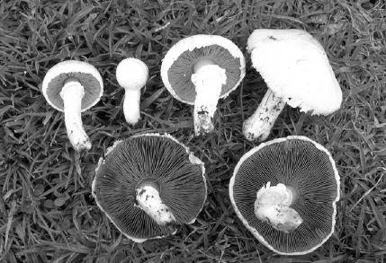 Marasmius rotula Špička