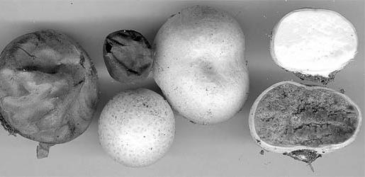 Lycoperdon perlatum - Pýchavka obecná Langermania