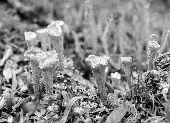 Cladonia pyxidata