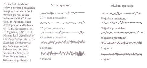 тромесечне деце (која су рођена на време) обрасци можданих таласа у различитим стањима будности међусобно добро разликују (Слика 5).