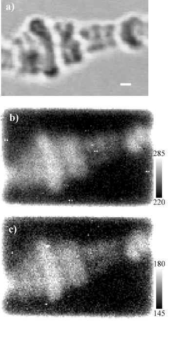 Mikrofotografie v normálním bílém světle (chromozom Chironomus Thummi Thummi) Konfokální ramanovská mikrofotografie zobrazující páteř DNA (vibrace při 1094 cm