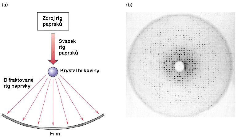 Rentgenstrukturní analýza Krystalová mřížka působí na rentgenové záření jako optická mřížka na viditelné světlo. Nastávají ohybové jevy a na stínítku se objevuje difrakční obrazec.