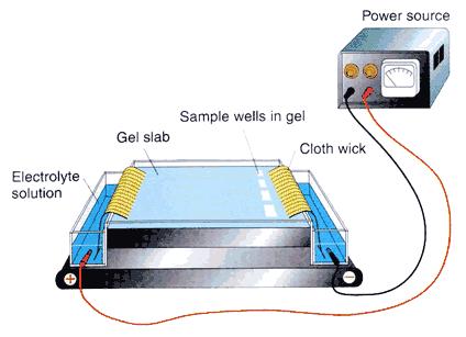 Zařízení pro elektroforézu Zdroj napětí Gelová plotna Jamky v gelu pro vzorky Látkový