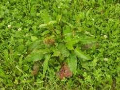 Ochrana proti dvouděložným plevelům Šťovíky Rumex spp. Starane Forte (fluroxypyr): 0,6 l.ha -1 - jílek (louky, trávníky). Účinkuje na mladé rostliny 685 Kč/ha Tomahawk (fluroxypyr): 0,8-1 l.