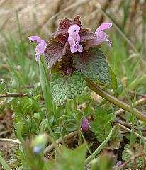 Ochrana proti dvouděložným plevelům Hluchavka nachová Lamium purpureum Podobně je na tom i hluchavka objímavá Lamium amplexicaule, která je však vůči herbicidům trochu odolnější.