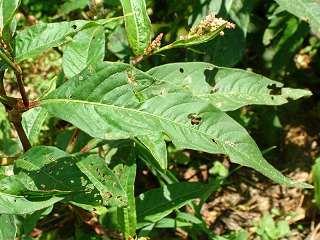 Ochrana proti dvouděložným plevelům Rdesna Polygonum spp. Pardner 22.5 EC (chlorsulfuron): 1,2 l.