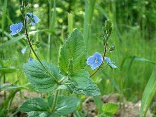 Ochrana proti dvouděložným plevelům Rozrazily Veronica spp. Aurora super SG (cartenfrazone-ethyl + mecoprop-p) v dávce 1 kg.