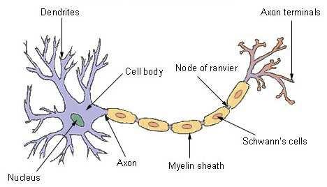Během lidského života dochází k vývoji nervové soustavy (učení), kdy spoje mezi neurony vznikají či zanikají. Obrázek 3.: Schéma multipolárního neuronu (zdroj: http://www.daviddarling.