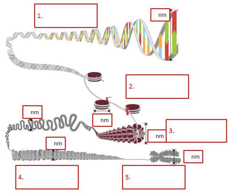 5. Na obrázku lze vidět, jak se DNA v buňce organizuje s proteiny, jedná se o