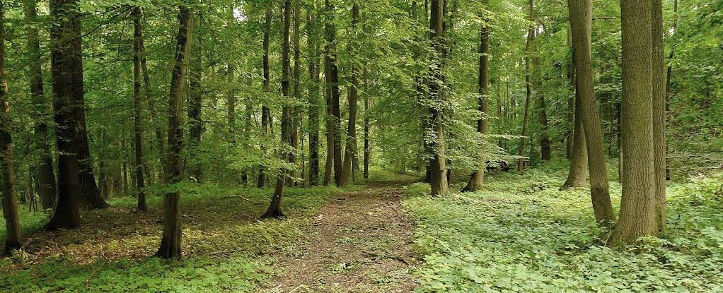 Důvodem ochrany je lesní společenstvo polopřirozeného charakteru s převahou buku ve stáří 80 115 let, rostoucí na slinitém pískovci, s pestrými rostlinnými a živočišnými společenstvy a členitou