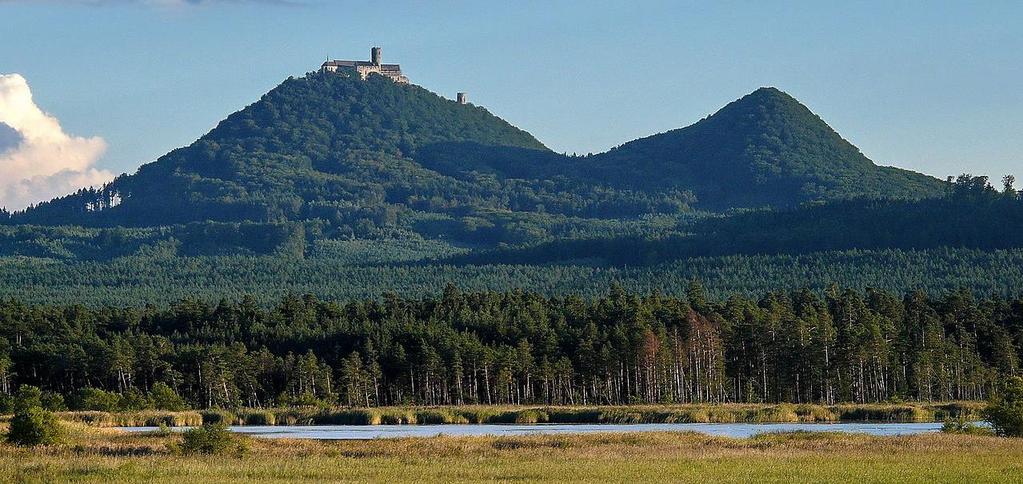 charakterizují: bažanka vytrvalá, kapraď samec, netýkavka velkokvětá, hluchavka žlutá, svízel okrouhlolistý, kakost smrdutý, violka lesní, šťavel kyselý.