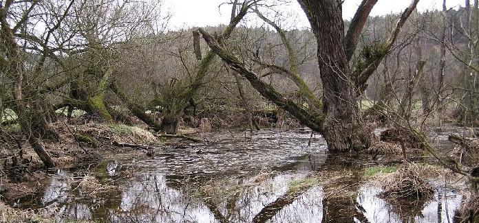 PODHRADSKÁ TŮŇ Obr. 8-15. Podhradská tůň. (foto: http://klenice.csop.