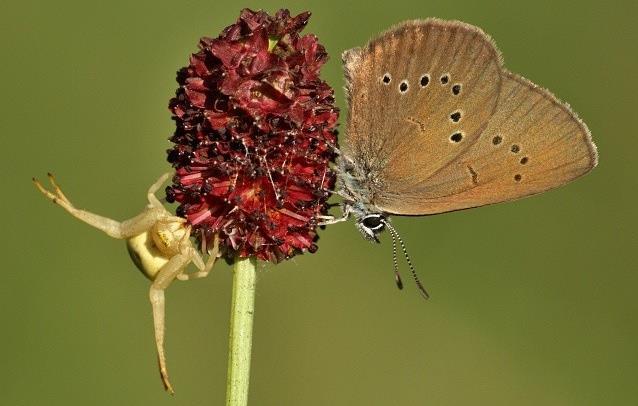 Obr. 8-18. Modrásek bahenní (Maculinea nausithous; Foto: http://motyli.kolas.cz).