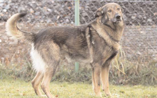 Tento pejsek se bohužel vrátil z adopce, protože adoptivní majitel si ho ze zdravotních důvů nemohl