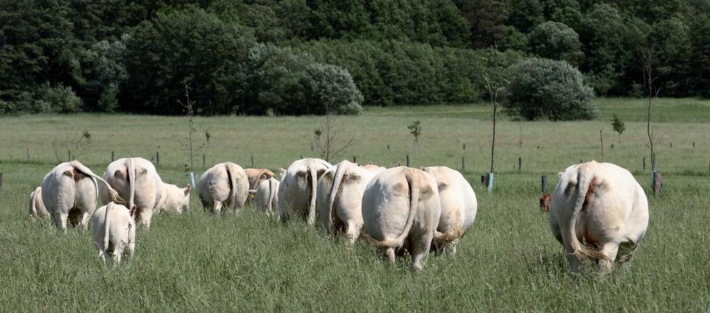 Plemeno charolais Někdejší ředitel UCEF Dr. Jean-Claude Plat kdysi na semináři prohlásil: Plemeno charolais je holštýn mezi masnými plemeny.