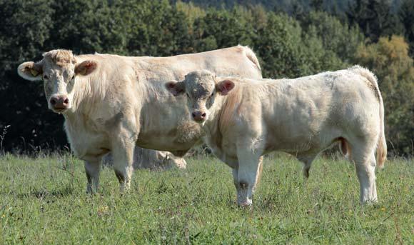 a dobré zdraví bez geneticky podmíněných poruch. Díky vysoké plodnosti a růstovým schopnostem potomstva produkuje plemeno charolais nejvyšší živou hmotnost telat na krávu a rok.