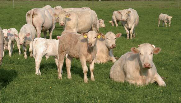 Chov charolais, Slabce Chov manželů Hatlákových Firma Ing. Miloše Šedivého dovezla v roce 1992 na farmu ve Slabcích na Křivoklátsku 27 kusů březích jaloviček a plemenného býka.