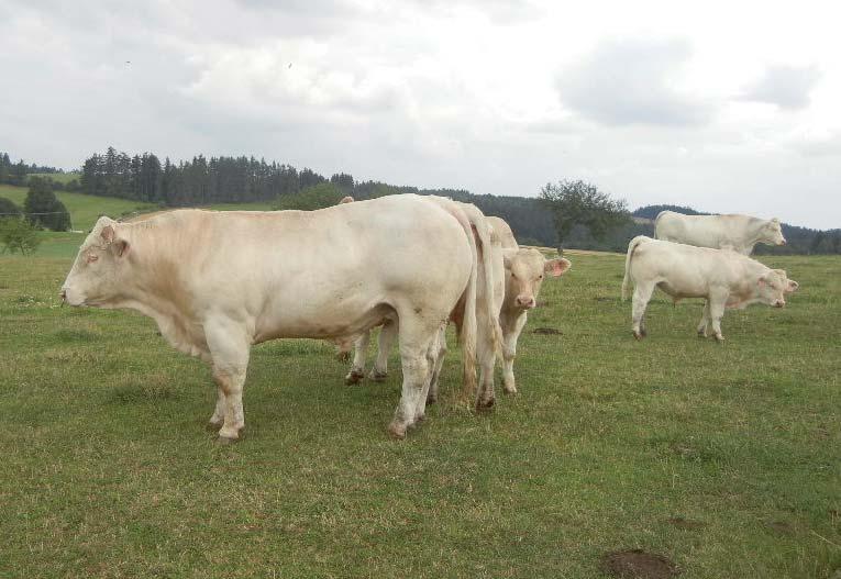 Americký charolais je geneticky bezrohý, ranější (možnost připouštění jalovic ve věku 15 měsíců), což znamená za života plemenice jedno tele navíc.