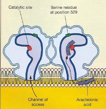 Acetylsalicylová kys.