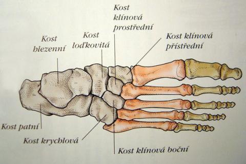 Teoretická část 3 Anatomie nohy Znalost anatomie lidské nohy je nutná pro pochopení funkce a konstrukce ortopedických vložek. Proto v této kapitole stručně popíšeme anatomii nohy. 3.1 Kosti nohy Kostru nohy tvoří tyto základní části: Pata - nárt- zánártí - prsty Obr.