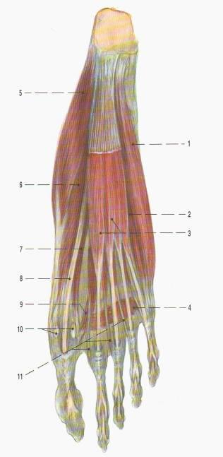 Obr.3-5 Čtyři vrstvy svalů nohy 3.