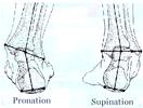 Čtyři základní pohyby nohou zajišťuje propojení různých svalových skupin. Obr.