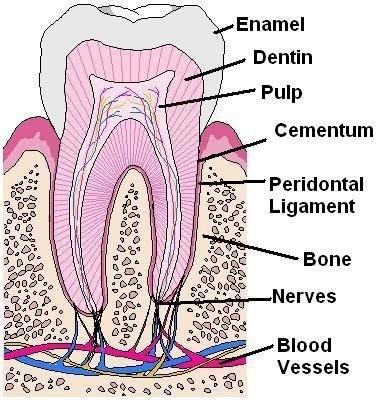 Tkáně zubu (a jeho okolí) sklovina dentin cement pulpa