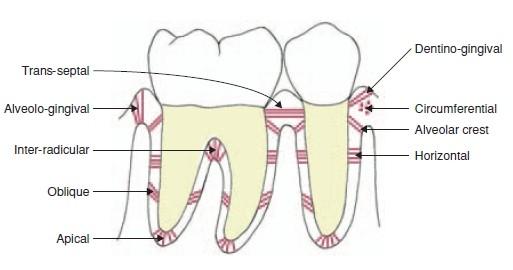 Periodontální ligamenta (závěsný aparát zubu) 1. Transseptální 2.