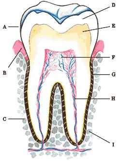 a stupni mineralizace (šedobílá na hrotech zubů, bílá ve střední části korunky, směrem ke krčku nažloutlá prosvítá barva dentinu) povrchová sklovina tvrdší, hustší a méně porézní