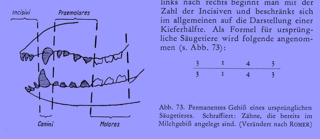 Počet zubů druhově charakteristický, variabilní, cca 15 170