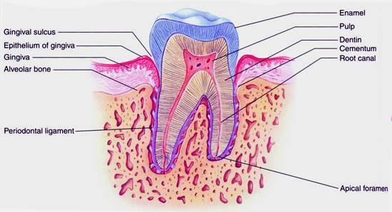 Zub a zubní lůžko,, periodontium, parodont, gingiva části zubu: korunka,